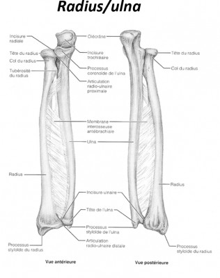 Ulna_Radius_1.jpg