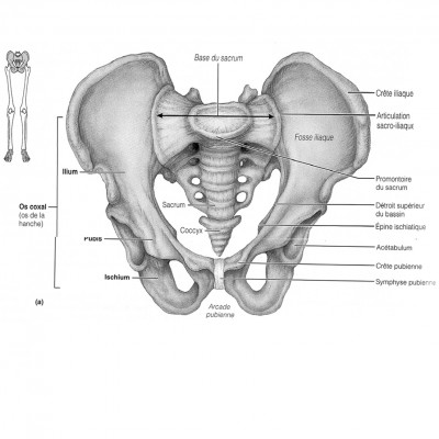 Ceinture pelvienne.jpg