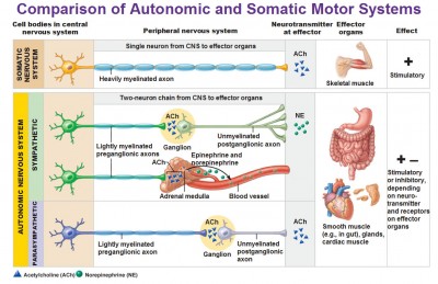 comparison-of-autonomic-and-somatic-motor-systems-cell-bodies-axons-effect-neurotransmittor-ach-ne.jpg