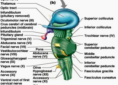 Lateral view of Brain stem.jpg