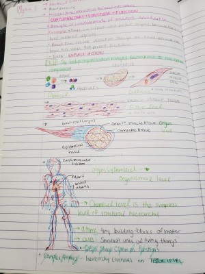 Anatomy notes 2.jpg