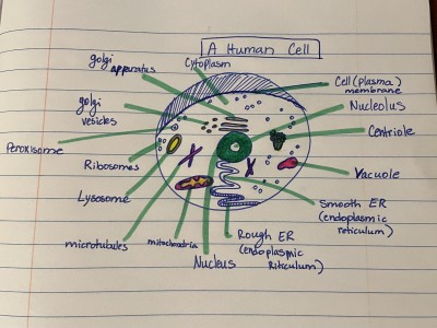human cell.jpg