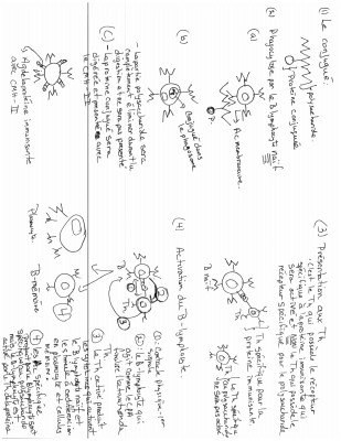 Vaccin conjugué et la réponse immunitaire (1).jpg